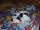 �t���tka Jack russella teriera