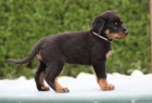  Prodám -Beauceron-štěně s PP