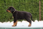  Prodám -Beauceron-štěně s PP