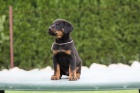 Prodám -Beauceron-štěně s PP