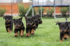  Prodám -Beauceron-štěně s PP