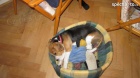 Prod�m fenku beagla