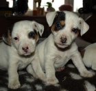 jack russell terier
