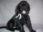 Flat coated retriever - štěňátka s PP 