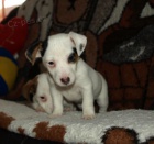 jack russell terier