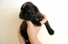 tata - nmeck boxer