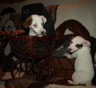 �t�n�tka jack russell terier