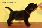 Štěňátka Labrador Retriever s PP