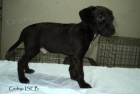 Patterdale teriér s PP
