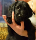 Flat Coated Retriever- štěňátka, fenečky