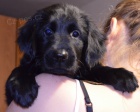 Flat Coated Retriever- štěňátka, fenečky