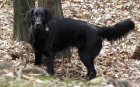 Flat Coated Retriever- štěňátka, fenečky