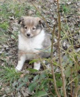 Štěňátka Sheltie zlaté barvy