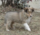 Sheltie zlaté barvy