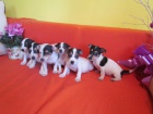 jack russell terier 3000 k� �t�n�tka