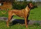 Rhodesian Ridgeback štěňátka s PP
