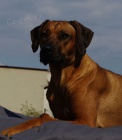 Rhodesian Ridgeback štěňátka s PP