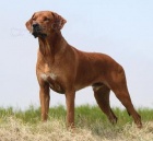 Rhodesian Ridgeback štěňátka s PP