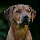 Rhodesian Ridgeback štěňátka s PP