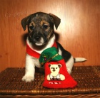 �t��ata jack russell teriera s PP