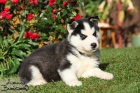 Sibiřský husky-