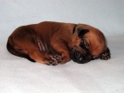 Rhodéský ridgeback - štěňátka s PP
