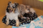 prodám štěnatka sheltie