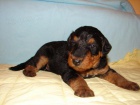 Erdelteriér šteniatka s PP - Airedale terrier