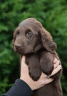 FLAT COATED RETRIEVER černé fenky
