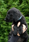 FLAT COATED RETRIEVER černé fenky