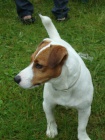 Jack russel terier - kryt�