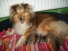 Šeltie/sheltie