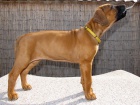 Rhodéský ridgeback s PP - volná krásná fenka!