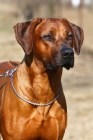 Rhodéský ridgeback s PP - volná krásná fenka!