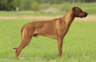 Rhodéský ridgeback s PP - volná krásná fenka!