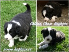 ttka border collie s PP