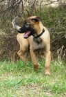 Belgický ovčák - malinois