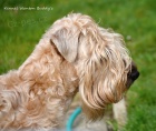ttka Irish soft coated wheaten terrier 