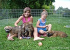 ttka Irish soft coated wheaten terrier 
