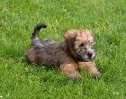 ttka Irish soft coated wheaten terrier 