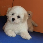 Bichon Frisé - Bišonek