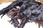 Štěňátka Flat Coated Retrievera 
