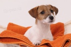Parson Jack Russell teriér