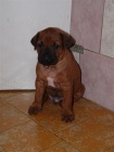 Rhodéský ridgeback - štěňátka s pp
