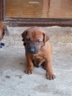 Rhodéský ridgeback - štěňátka s pp