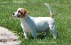 Jack Russell teriér