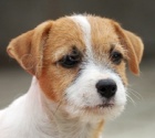 Jack Russell teriér