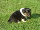 Nabzm k odbru 1 voln ttko sheltie