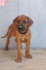 Rhodéský ridgeback - štěňátka s pp