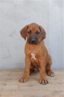 Rhodéský ridgeback - štěňátka s pp